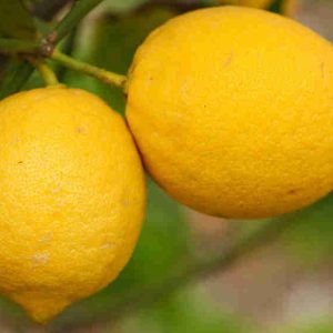limones