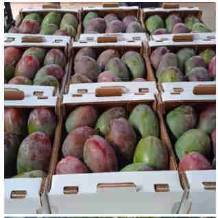 Mangas ecológicas Km 0