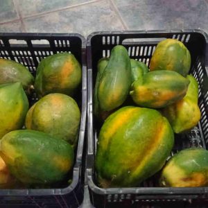 Papayas