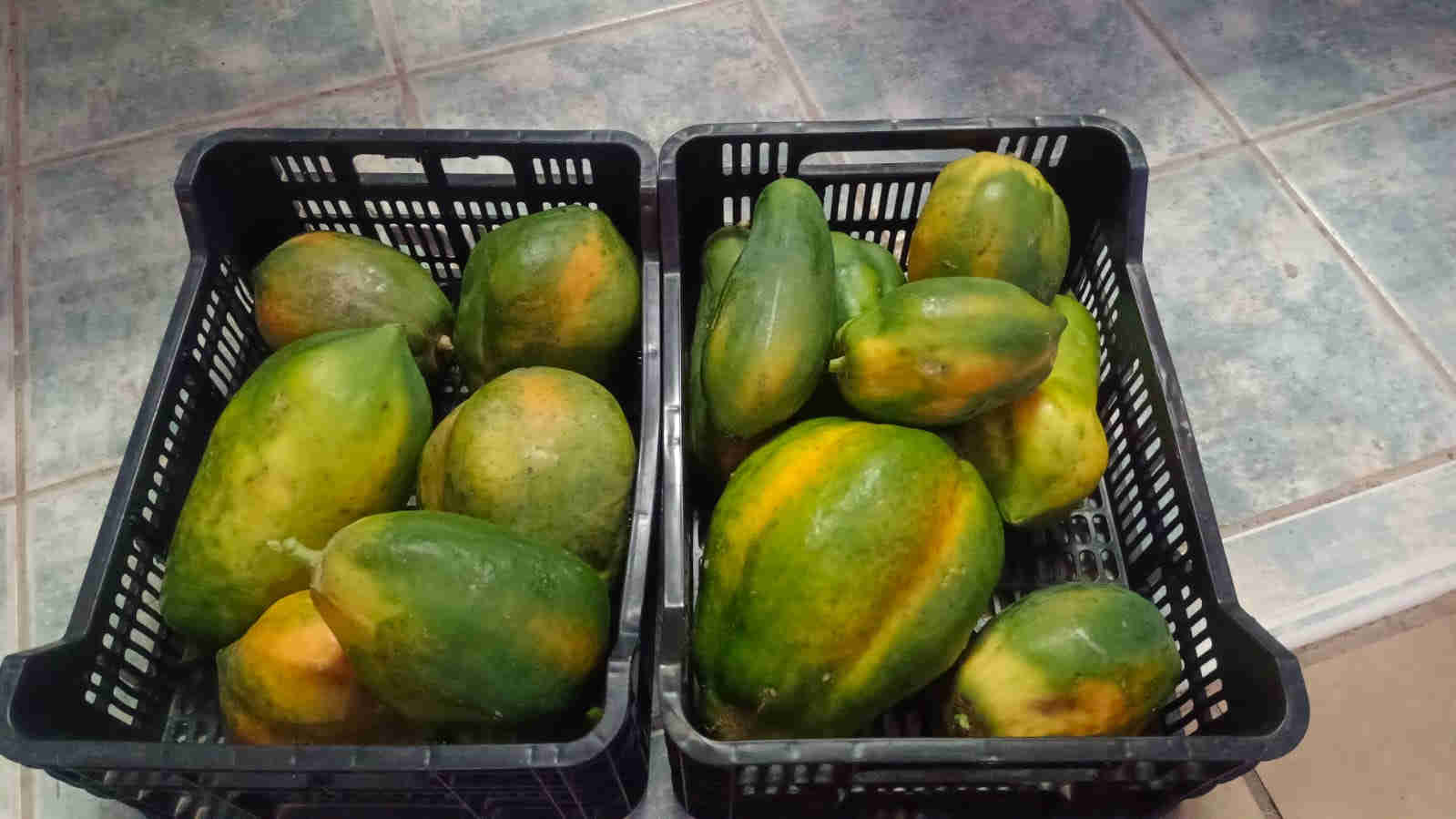 Papayas