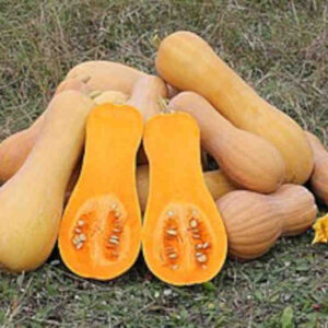 Calabaza butternut