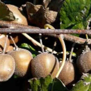 Kiwis canarios