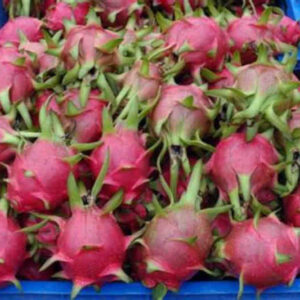 Pitahaya