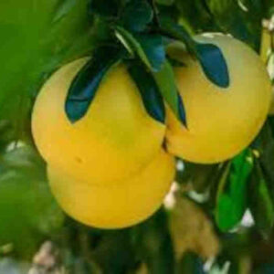 pomelo amarillo