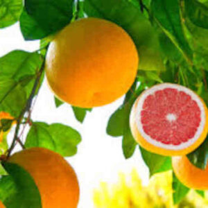 pomelo rojo