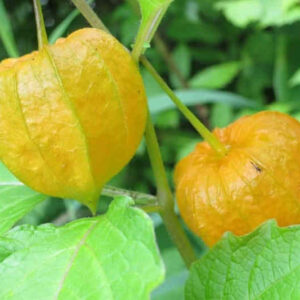 Physalis-Uchuva-Acerola