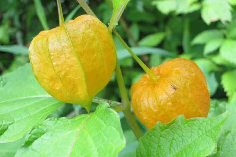 Physalis-Uchuva-Acerola