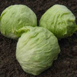 Lechuga Iceberg
