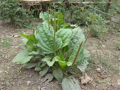 Llantén