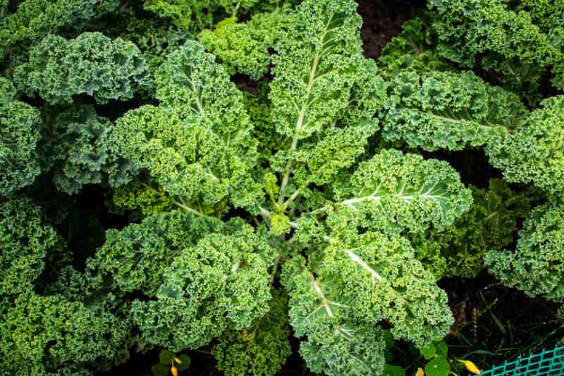 Kale Rizado