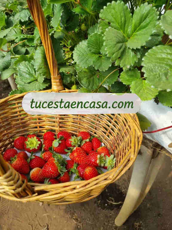 Fresas canarias 2 Fresas canarias