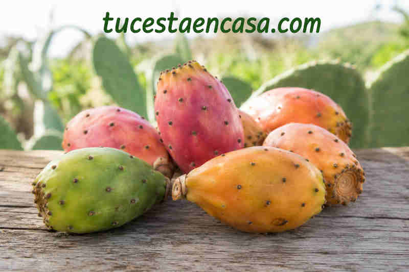 Tuno canario: propiedades, beneficios