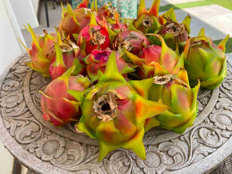 Pitahaya
